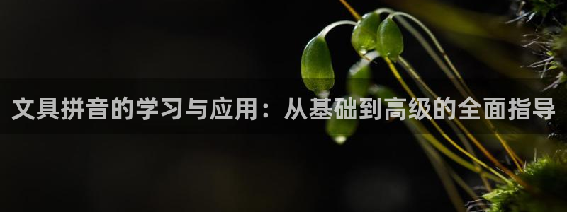 龙八国际手机版入口官网：文具拼音的学习与