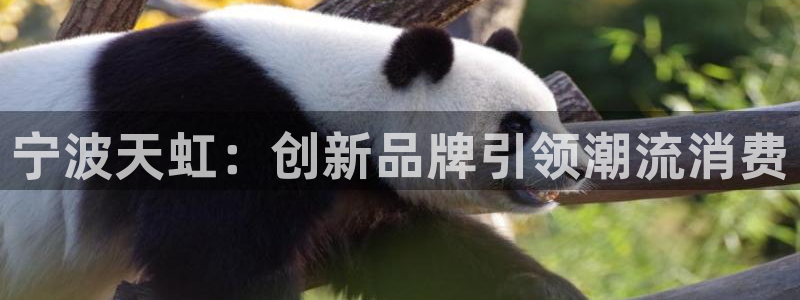 龙八国际是个什么游戏：宁波天虹：创新品牌