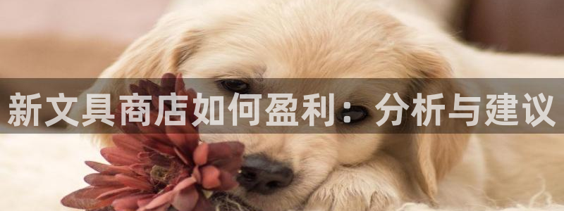 龙八国际官网客户服务：新文具商店如何盈利