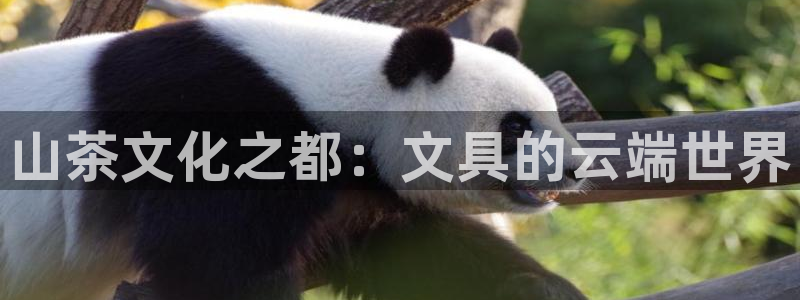 龙八国际官网下载：山茶文化之都：文具的云